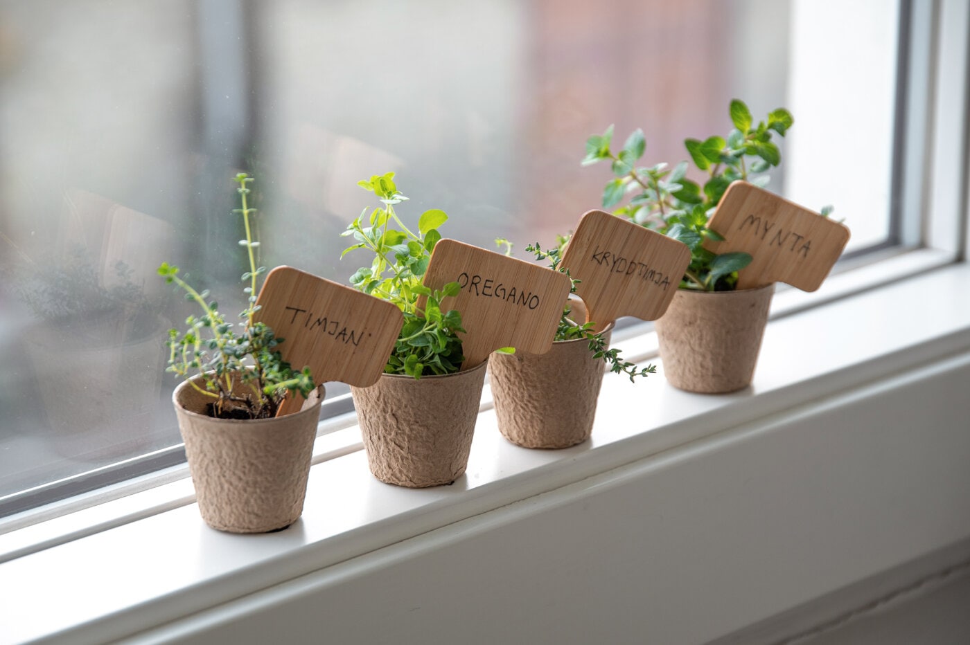 Herbs in small pots on the windowsill, labelled thyme, oregano, savoury thyme and mint.